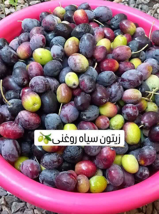 روغن زیتون فرابکر طارم آبانماهی صدرصد خالص
